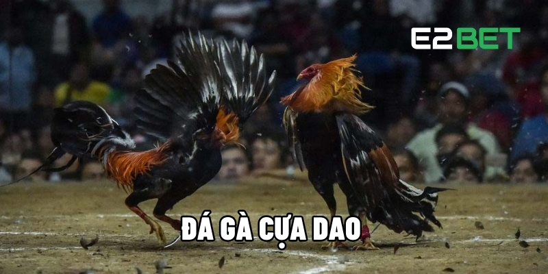 da ga cua dao 1