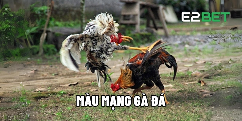 Màu mạng gà đá